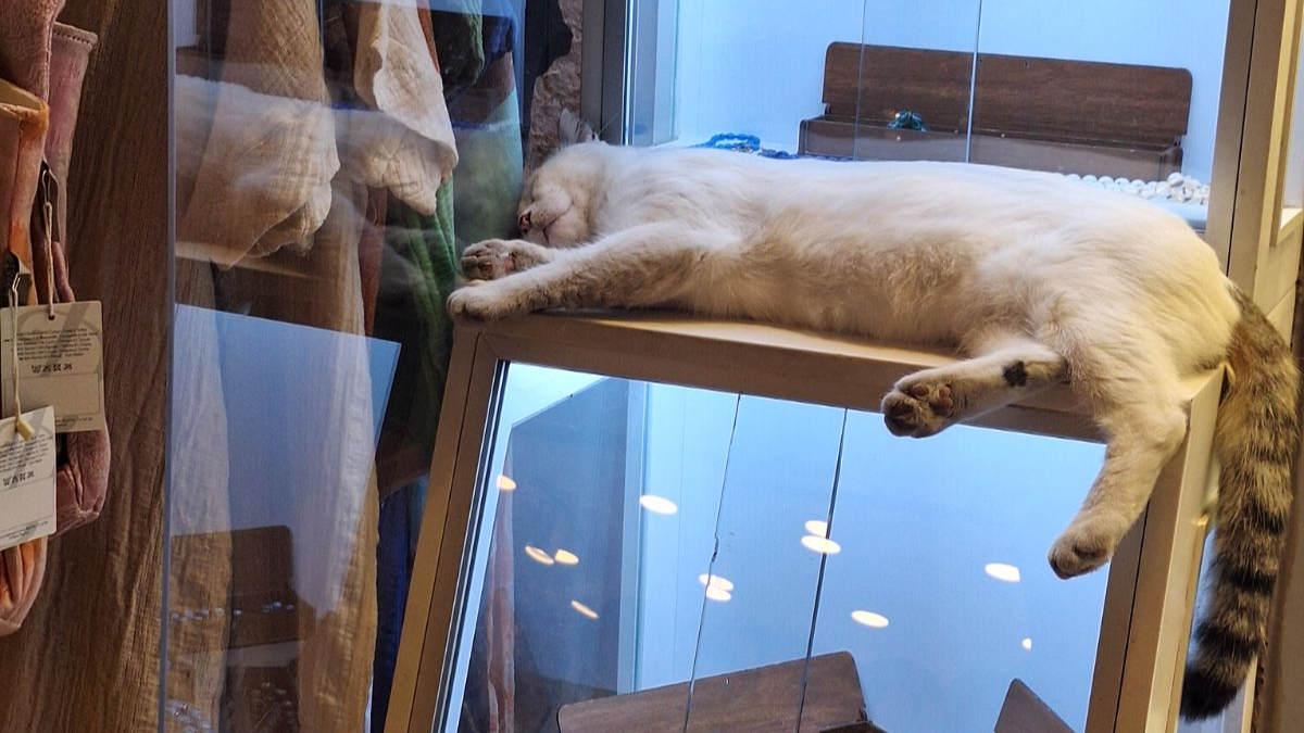 The Real Bosses of Istanbul: A Lesson in Chaos and Cats