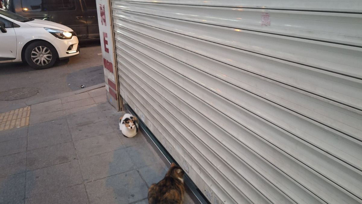 The Two Guardians of the Café Door